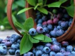 Vcheni called the best berry for lowering tsukra in the blood