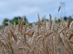 Russians export grain through the occupied territories to Taganrog - CNS