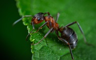 Ants can recognize cancer - scientists