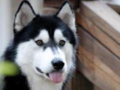 Vecheni z yasuvali, scho dogs can distinguish zhorstkovyh i negrabnyh people
