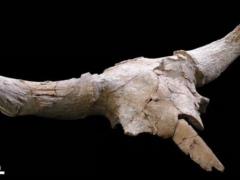 Scientists reveal unexpected details of Neanderthal life