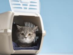 Pets: what documents are needed to export animals abroad