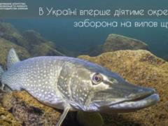 В Украине впервые вводят полный запрет на отлов щуки