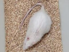 Ученым удалось продлить жизнь самой долгоживущей лабораторной крысы в мире
