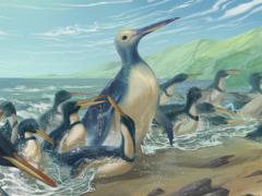Paleontologists have discovered the remains of the largest known penguin