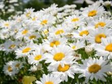 General information about herbal medicine: harvesting and using plants