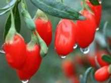 Benefits of goji berries: properties for beauty and health