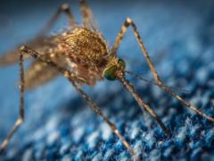 Malaria mosquitoes expand their habitat by five kilometers a year