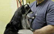 A resident of Ivano-Frankivsk, who mocked a raccoon, faces a fine