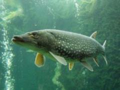 Scotland has the highest mortality rate of farmed fish ever