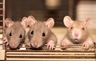 Animal drug testing will be a thing of the past - scientists