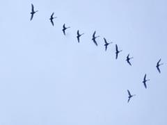 Disturbances in Earth s magnetic field could cause migratory birds to veer off course, scientists say