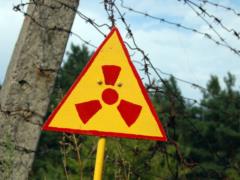 Dogs from Chernobyl may teach us new survival skills - study