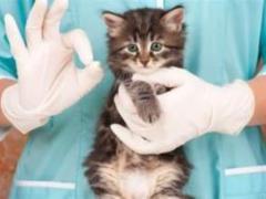 The drug has been revealed, why blame the allergy to cats and what can be changed