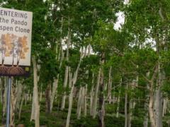 Deer are slowly eating the largest organism on Earth - scientists