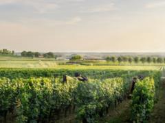 Ukrainian wine production: what has changed during the war