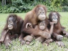 Scientists have found new similarities in the behavior of humans and primates