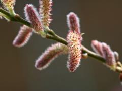 Warm spring: the forecaster gave a weather forecast for the weekend