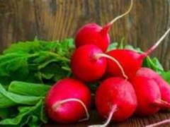 Named the most important power of the radish