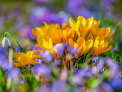 Spring equinox: when will it be this year