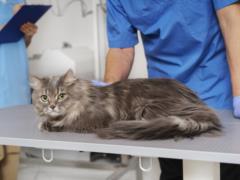 New rules for the production and use of medicinal veterinary feed will be introduced in Ukraine