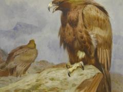 Scientists have discovered the remains of ancient giant eagles, as in the  