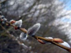Snow and wind: the weatherman gave a weather forecast for the week