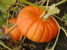 The benefits of pumpkin: properties for beauty and health