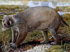 Paleontologists have found the remains of an ancient animal similar to a wombat in Australia