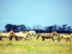 Russia wants to turn Ukrainian nature reserves into private hunting zones: Ukraine demands response from environmental organizat