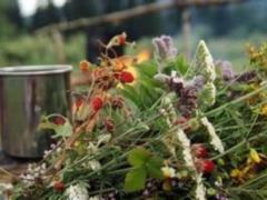 Нутрициолог Строков перечислил травы, которые снижают сахар