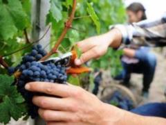 Nutritionist Strokov explained why grapes prolong life by 5 years