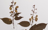 Scientists have found a plant compound that fights arthritis