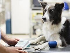 Electronic prescription 2023: how to purchase medicines for the treatment of animals