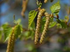 Birch brunki: the roots of power and stagnation