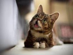 Chim is good for a healthy get a cat