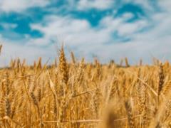Hungary also temporarily banned imports of agricultural products from Ukraine - minister