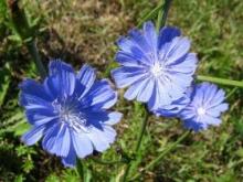 Healing properties of chicory