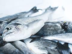 В Украине началась самая масштабная реорганизация рыбной отрасли за всю историю страны