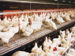 Experts predict growth in poultry meat production in Ukraine in 2023