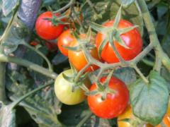 The season of local greenhouse tomatoes has started in Ukraine