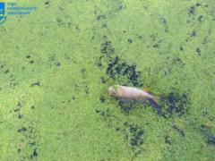 Destroyed all life within a radius of 4 km: in Ukraine, they will hear the case of ecocide for the first time