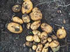 PR on potatoes for UAH 5.5 is over: they are preparing to buy potatoes from Malyuska already three times more expensive