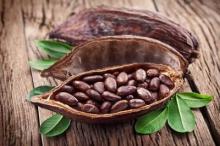Scientists: cocoa drink improves memory