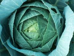 Cabbage of last year s harvest has risen in price in Ukraine