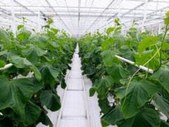 Covered ground areas are decreasing in Ukraine