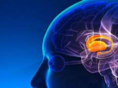 It was revealed that the brain of patients in a coma comes to life, if the stench dies