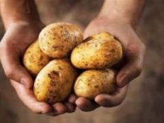 Named the most unsafe potato