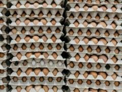 Producers recovered from losses and sent eggs for export: journalists investigated the reasons for the price rally in Ukraine