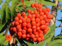 About bark wood: folk recipes